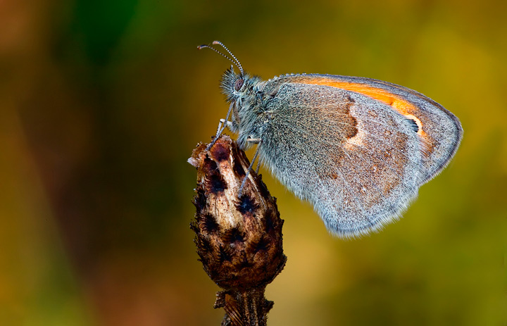 Coenonympha pamphilus