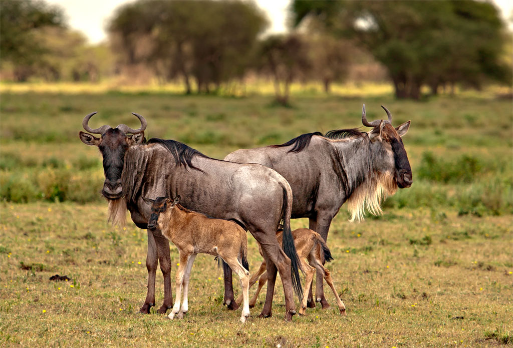 Gnu generation