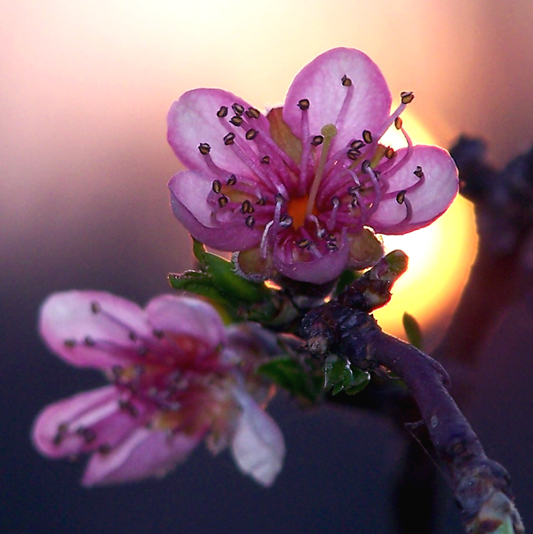 Fiori di pesco al tramonto