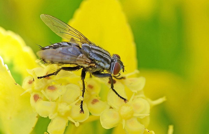 mosca con sfondo giallo