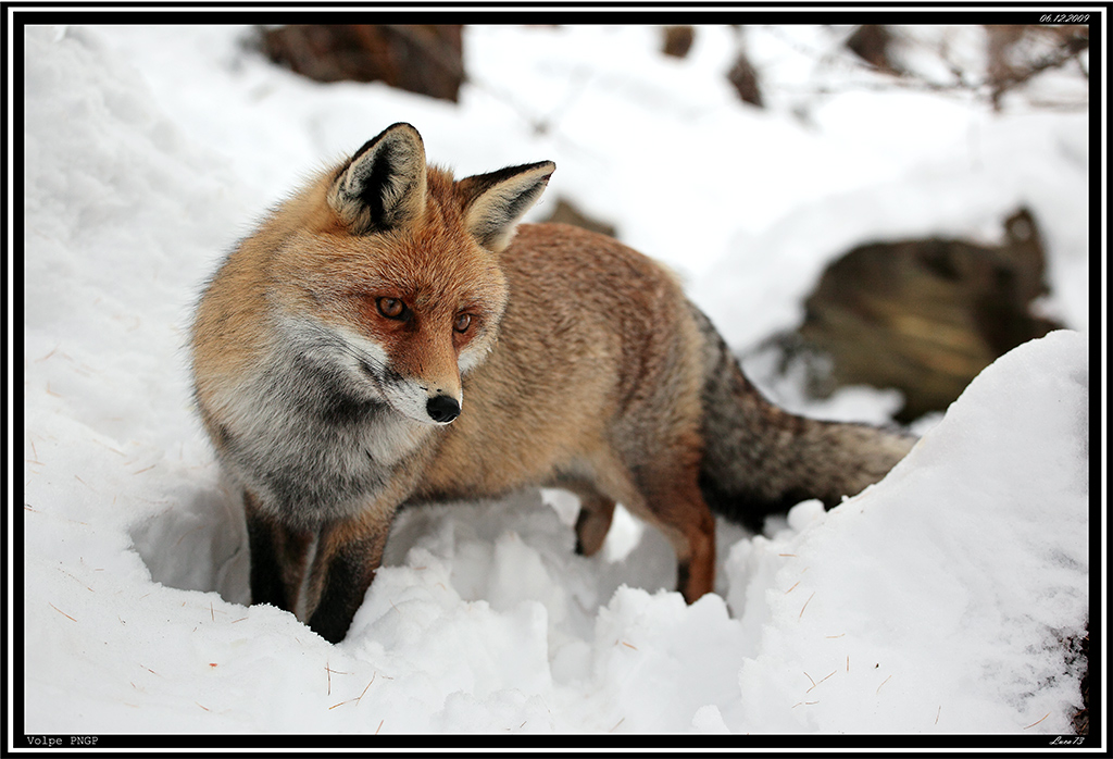 Volpe PNGP # 32