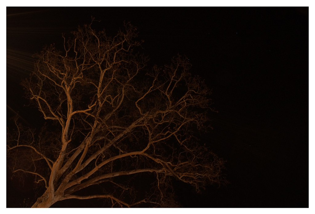 albero notturno