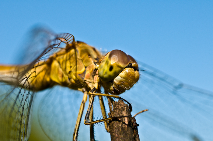 Hairy Dragonfly (no-crop)