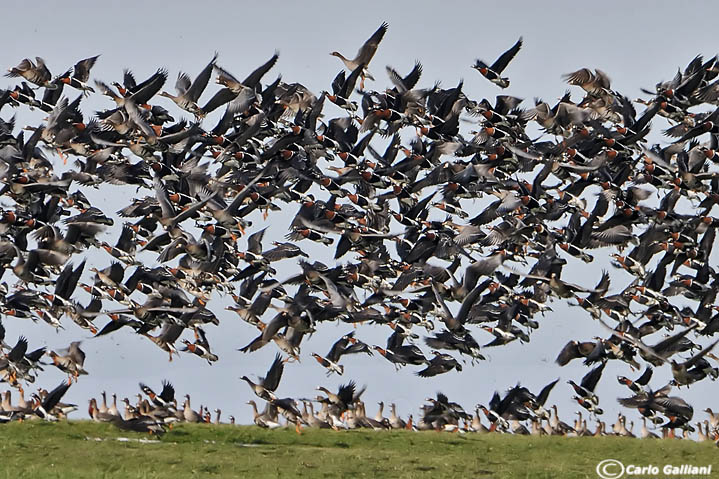 All'involo-oca collorosso