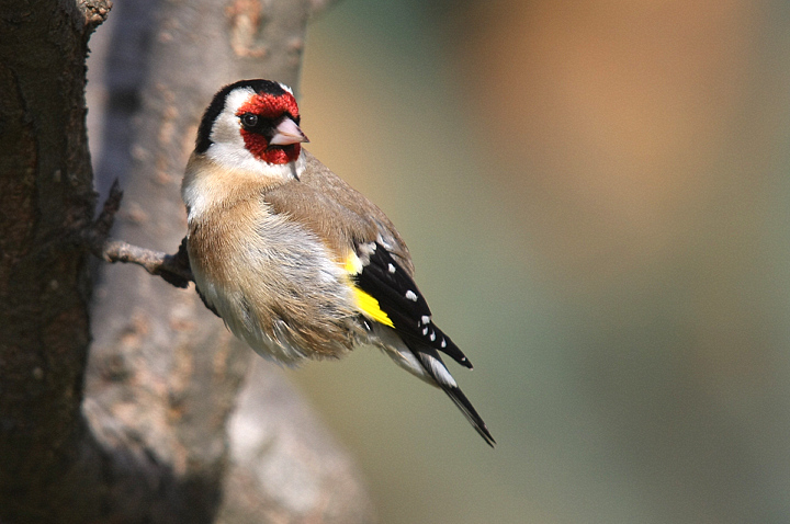 AGGRAPPATO...........