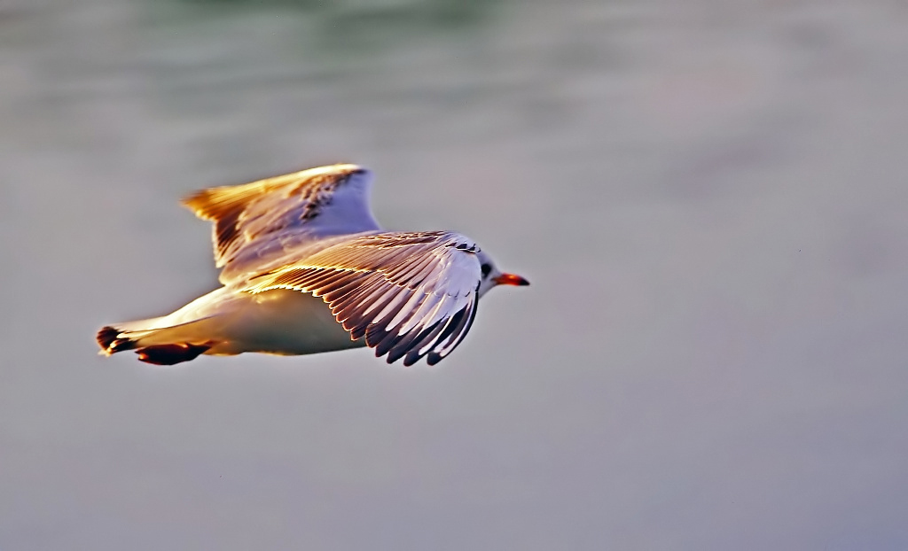 in volo al crepuscolo