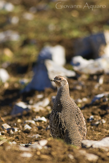Starna - Perdix perdix