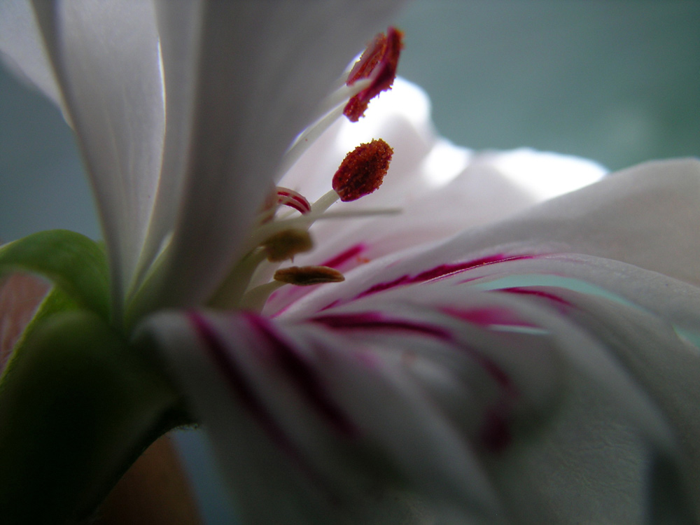 fiore macro