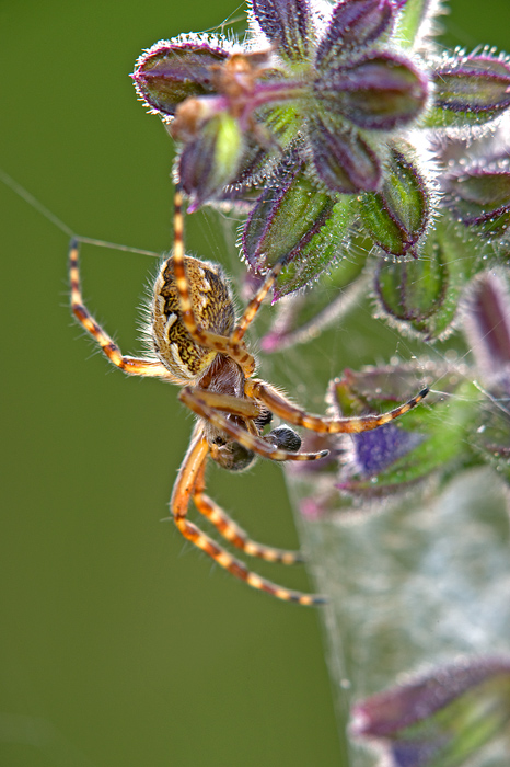 Ragnetto da Hard Disk