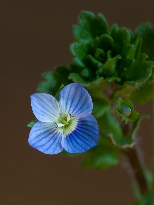 non ti scordar di me