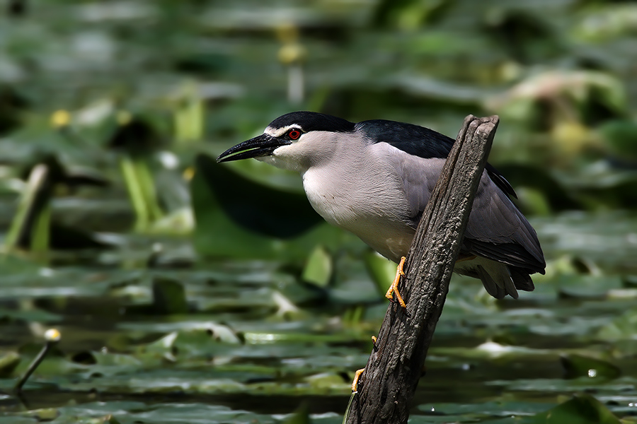 Nitticora...(rielaborata)