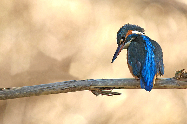 LA MIA MARTINA........