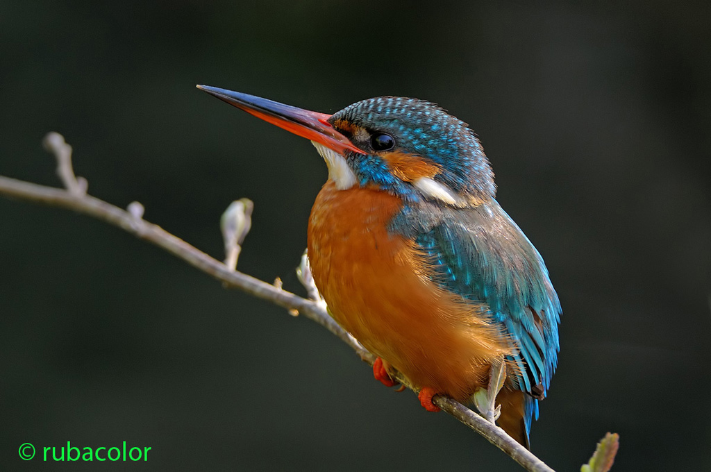 Una martina tutta becco!!