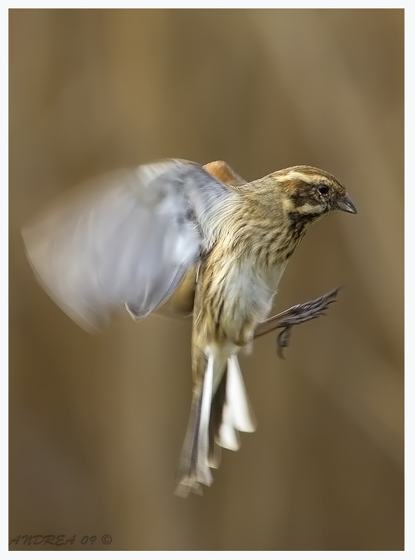 migliarino di palude