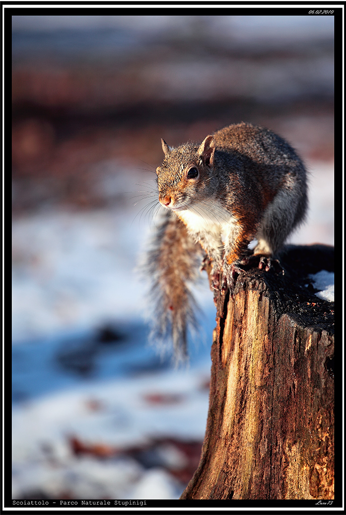 Scoiattolo # 19