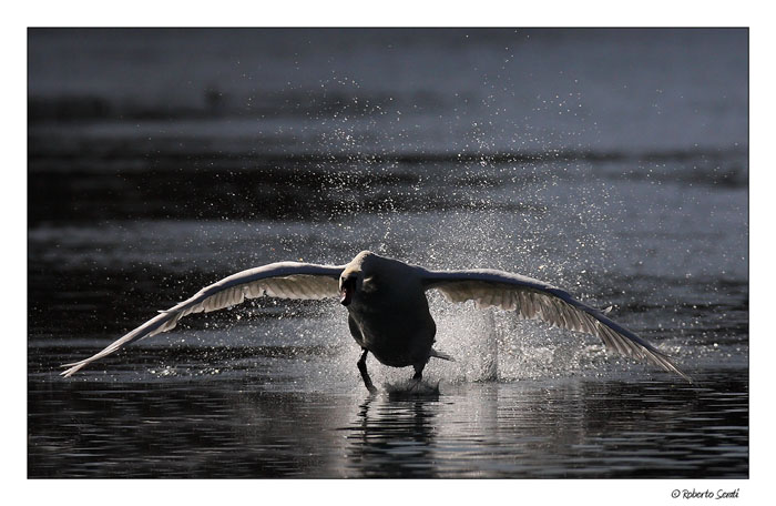Planata in controluce