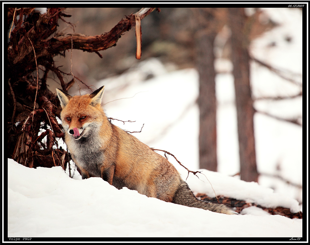 Volpe PNGP # 35