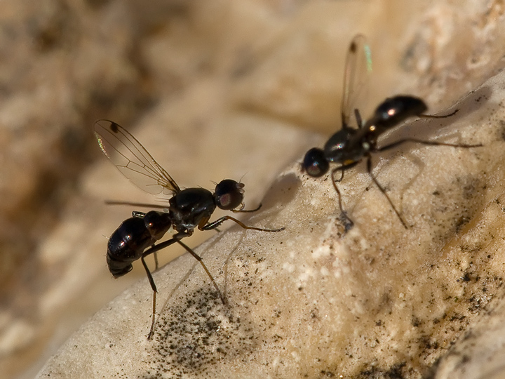 figura e .... controfigura