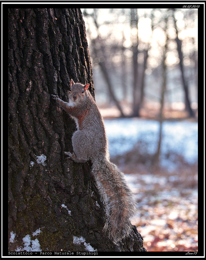 Scoiattolo # 20