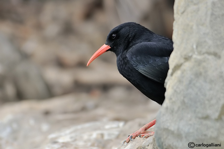 Giocando a nascondino