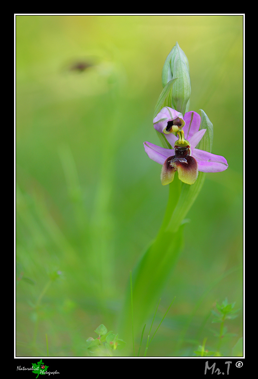 Ophrys xlidbergii....in compagnia