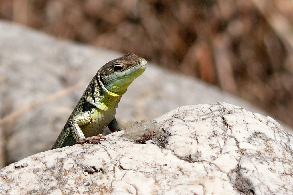 Si sar� chiesta....chi � questo?