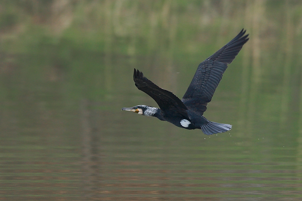 Giovane Cormorano