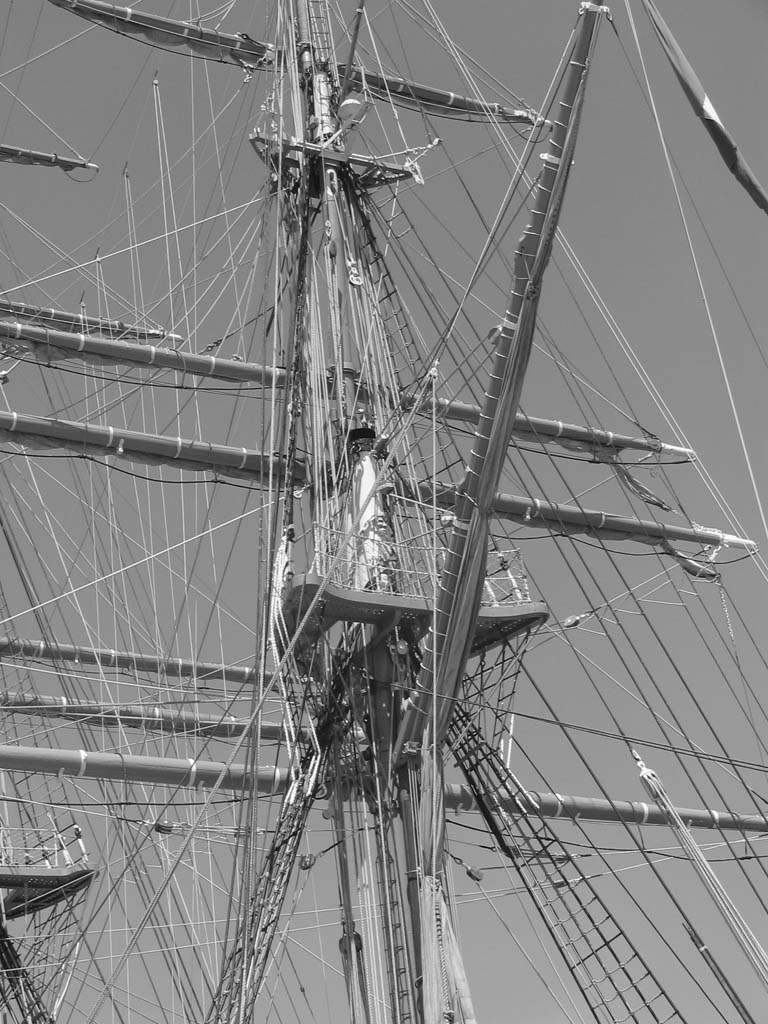 Albero Amerigo Vespucci