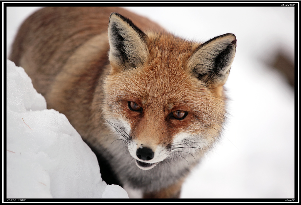 Volpe PNGP # 36