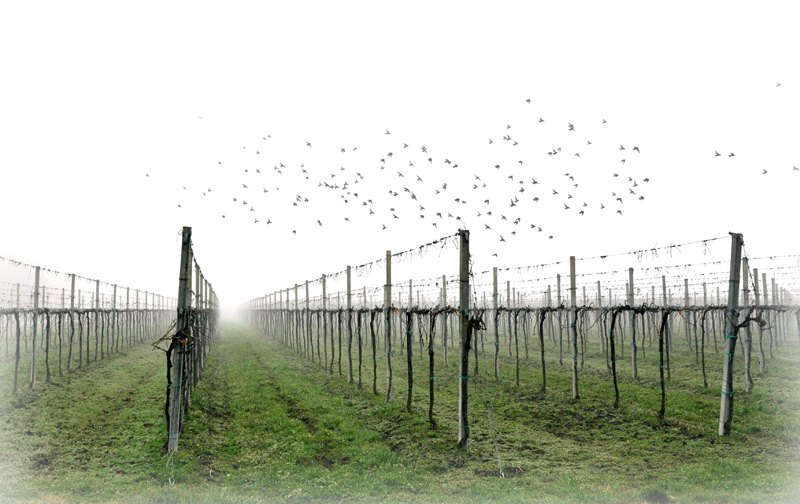 semplicemente.....via