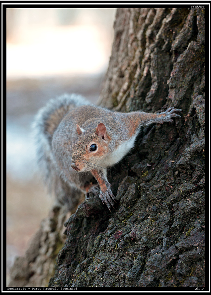 Scoiattolo # 21