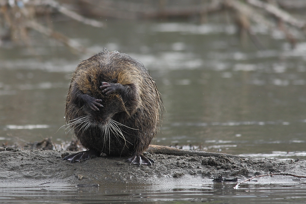 Nutria (Myocastor coypus)