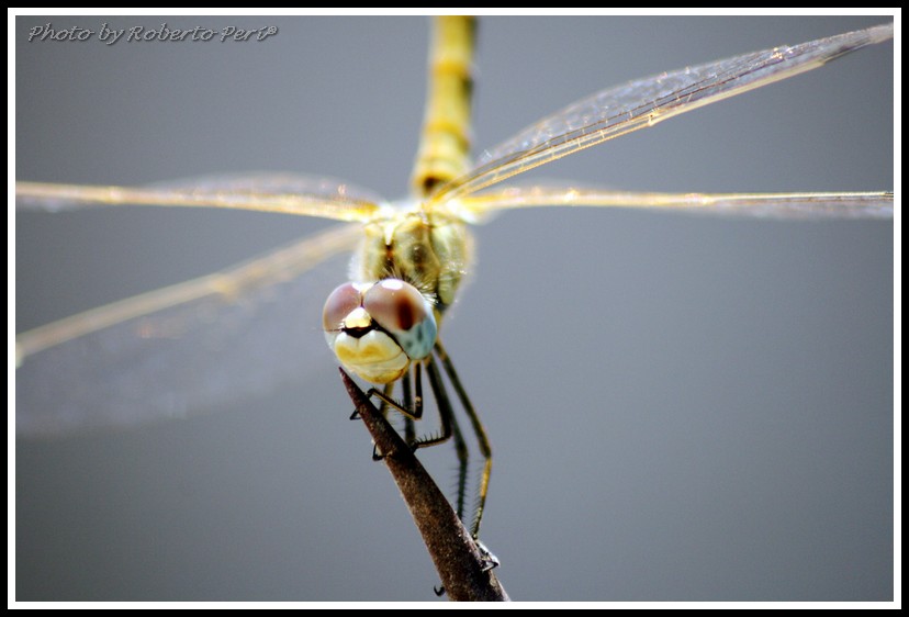 Libellula