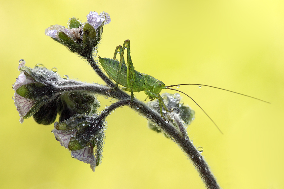 tettigonia viridissima