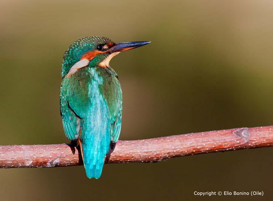 Martino femmina giovane -Martin pescatore comune (Alcedo atthis)