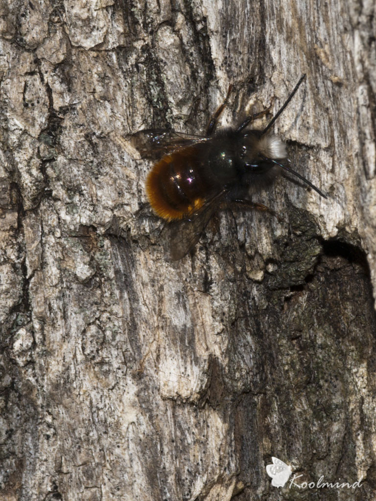 Imenottero (in tempi di carestia)