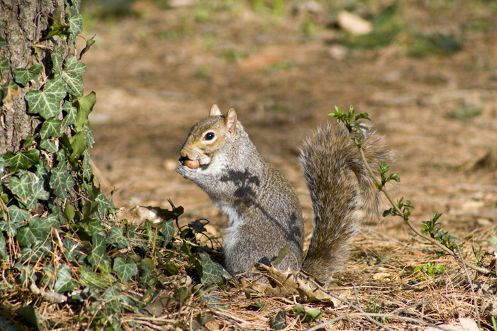 scoiattolo2