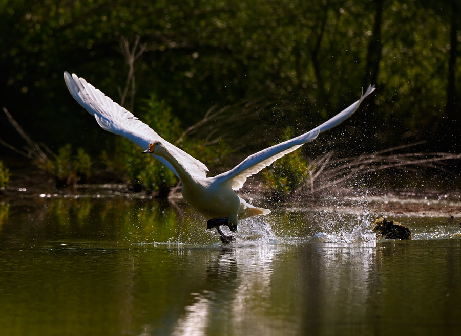 Cigno selvatico (Cygnus cygnus)