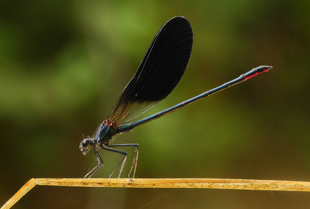 ...In Equilibrio...!!!