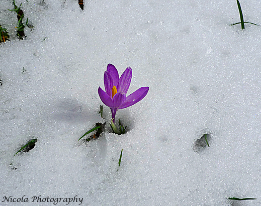 Sar� l'inizio della primavera?