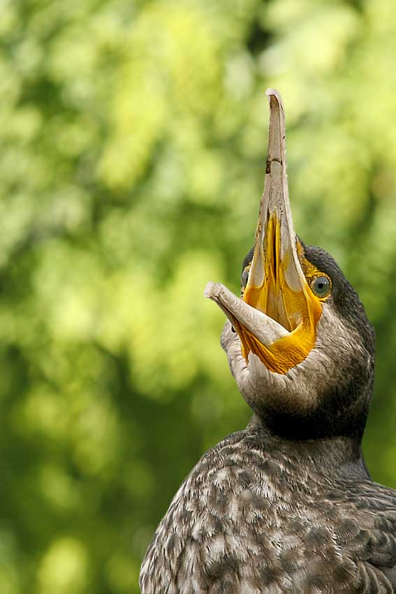 L'urlo del Cormorano 2