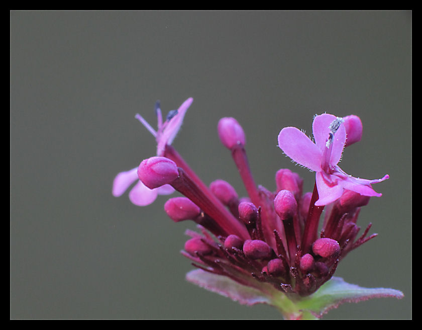 la finzione della natura...