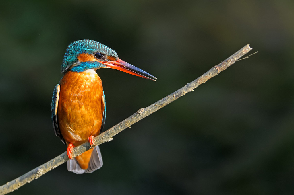 Una martina in allerta