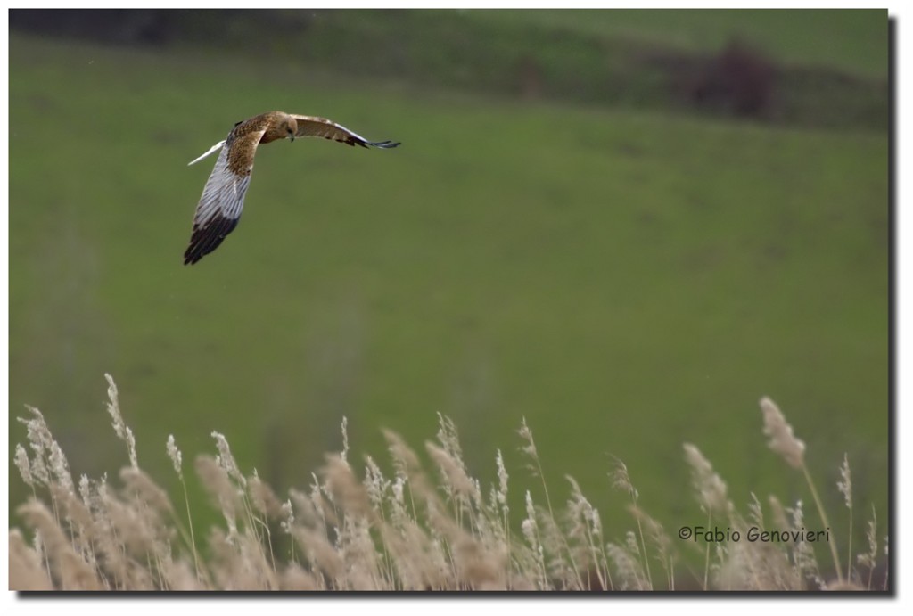 Il signore dell'aria