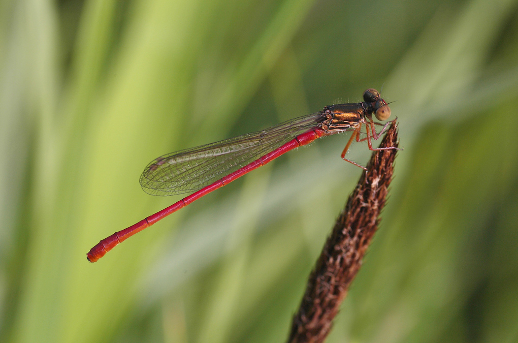 ...Tra Le Canne...!!!