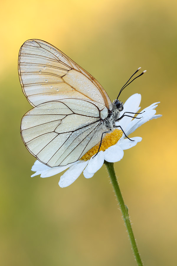 Aporia crataegi su fiore
