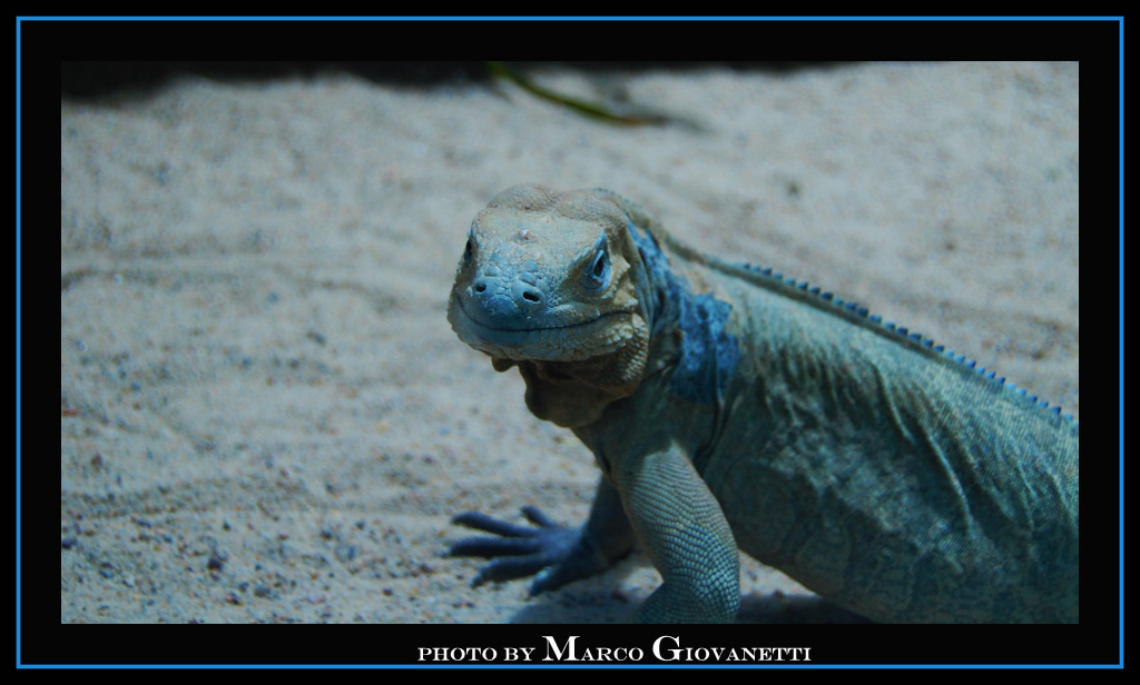 ....Iguana....