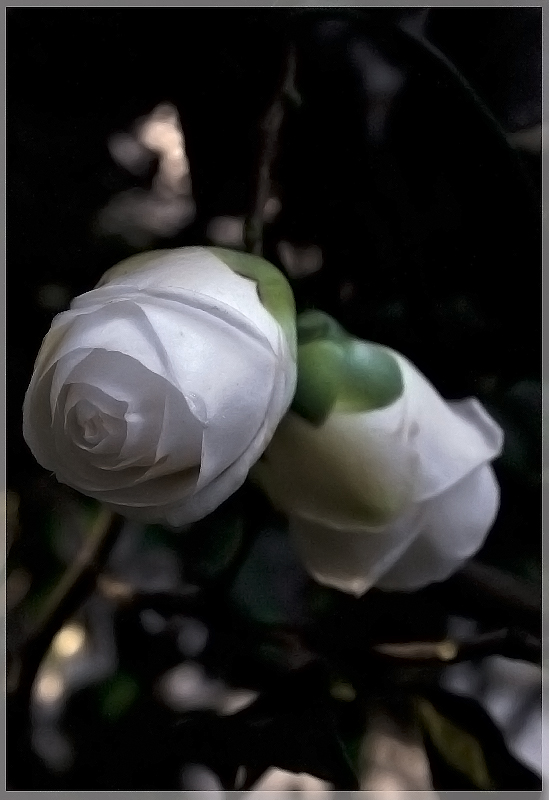 In una notte due boccioli...