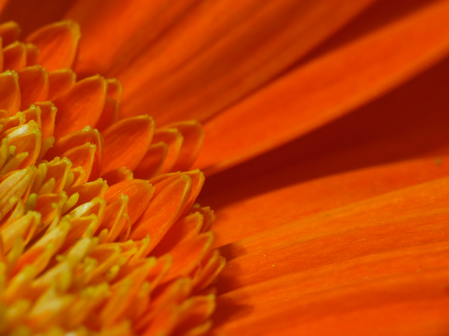 Fiori d'araqncio