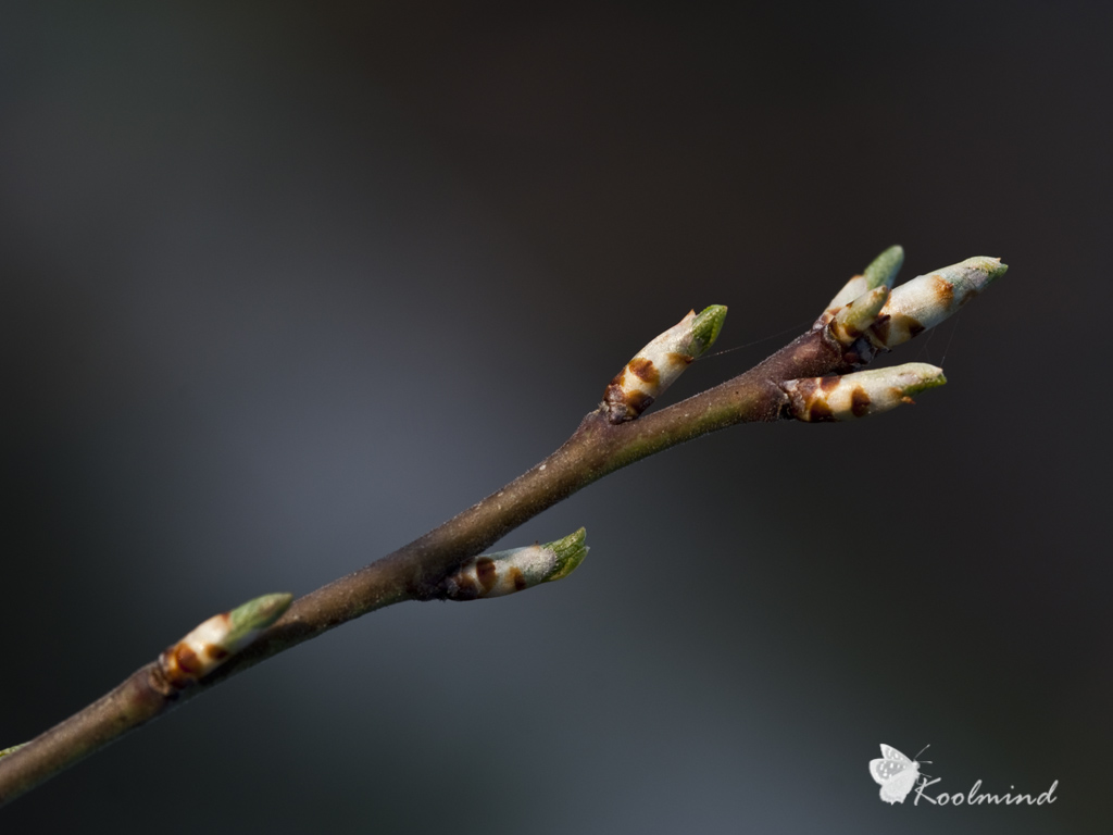 Sar� la primavera... parte II ?